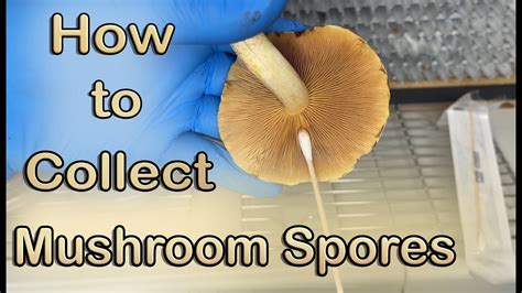 How to Get Fungal Spores and Effects 